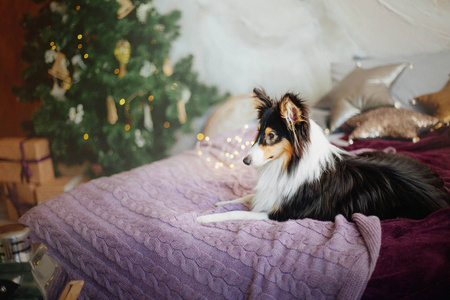 s interior. Christmas, holidays, garland, plaid, Christmas tree