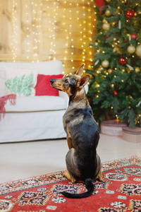 新年快乐圣诞假期和庆祝狗宠物在圣诞树附近的房间。
