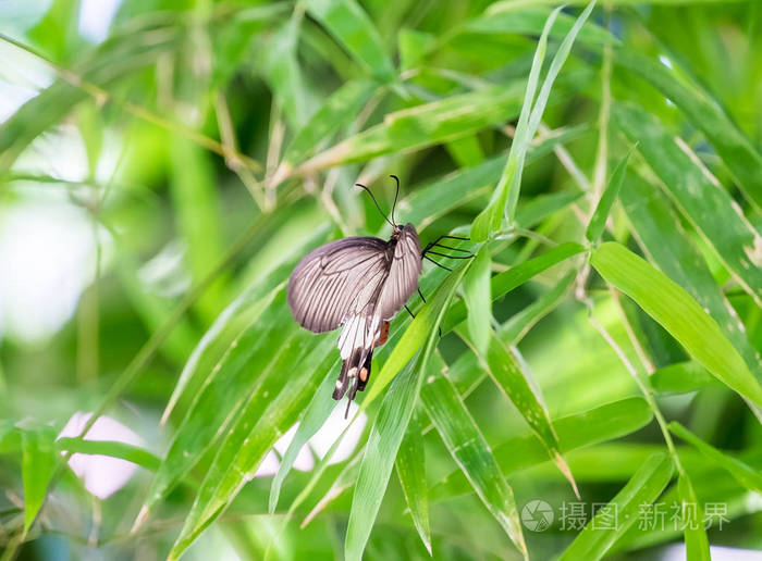 蝴蝶翅膀美丽的托着绿叶竹