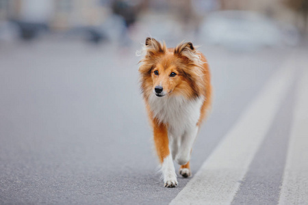 希特兰牧羊犬散步