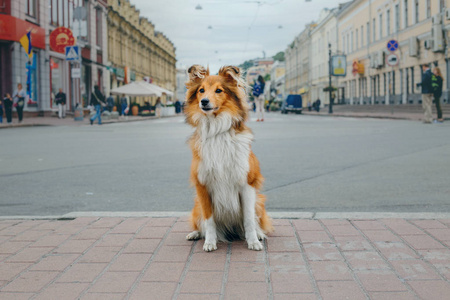 希特兰牧羊犬散步