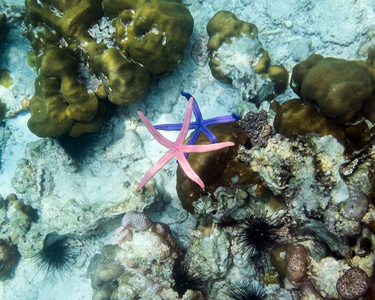 海星蓝粉色手在安达曼海星动物脆弱的保存