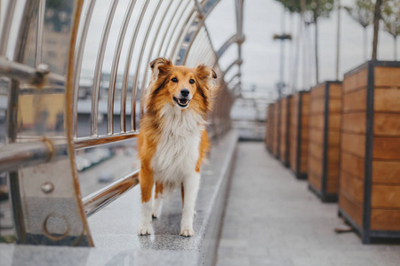 希特兰牧羊犬散步