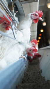 在家禽养殖场工业垂直饲养的白鸡