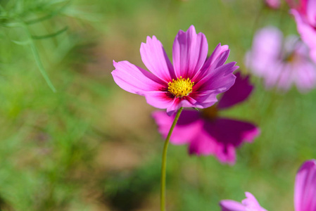 粉红色的宇宙花朵在花园里绽放