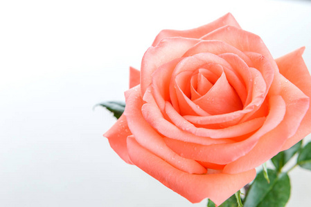 单瓣粉红色玫瑰的顶部视图,复制空间水滴在花上照片