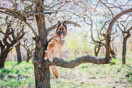 春天背景的德国牧羊犬