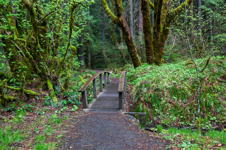 一座小型木制步行桥开始了穿过茂密森林的小径，到达俄勒冈州的托凯迪瀑布。