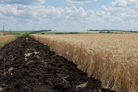 田野的边缘，有一个成熟的谷物作物，有一块犁地，以安全地抵御天空的火焰。 农业。 乌克兰