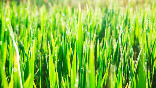 在早晨的阳光下, 绿草与露珠。春天