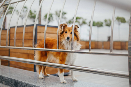 希特兰牧羊犬散步