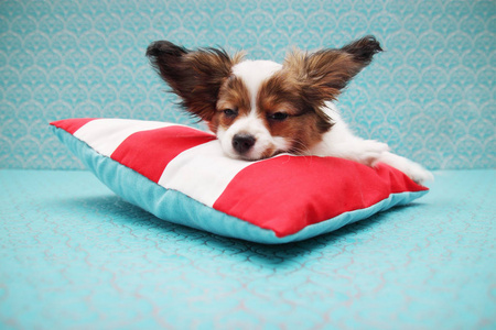 躺在枕头上的小狗狗种图片