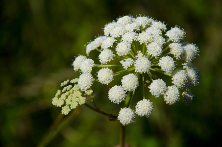 伞形植物具白色伞形花序的开花植物的头部照片