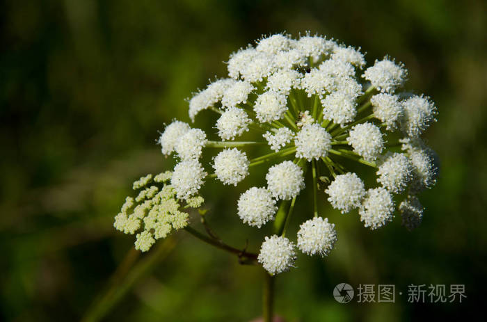 具白色伞形花序的开花植物的头部