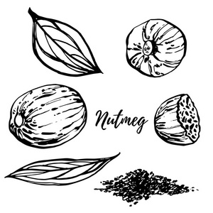 印度螺母图片-印度螺母素材-印度螺母插画-摄图新视界