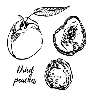 干燥桃子向量手画的例证。螺母的墨迹草图。手绘的向量例证。隔离在白色背景上