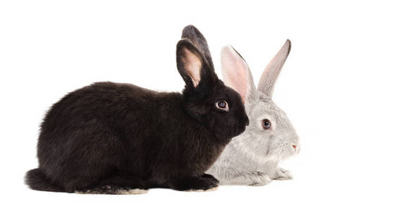 黑色和灰色的兔子坐在一起，在白色的背景下被隔离