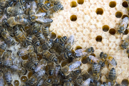 密切观察蜜蜂在蜂巢上的工作