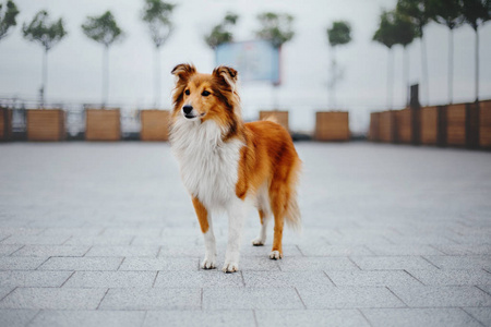 希特兰牧羊犬散步