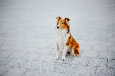 希特兰牧羊犬散步