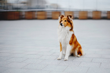 希特兰牧羊犬散步