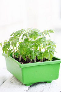 绿色容器中年轻的绿色番茄幼苗
