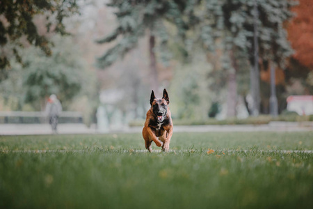 比利时牧羊犬伊利诺伊州狗在秋季公园