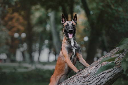 比利时牧羊犬伊利诺伊州狗在秋季公园