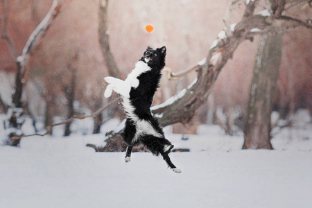 边境牧羊犬在大雪纷飞的冬季景观背景下玩耍