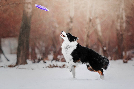 边境牧羊犬在大雪纷飞的冬季景观背景下玩耍