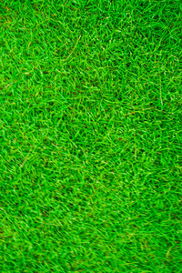 绿色鲜草纹理装饰背景照片