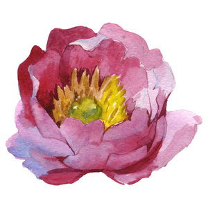 粉红色牡丹花植物花。水彩背景插图集。被隔绝的牡丹例证元素