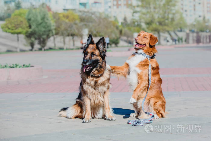德国牧羊犬和新斯科舍鸭捕食犬照片 正版商用图片17zkru 摄图新视界