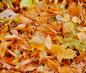 秋天落叶的完整框架，季节性的橙色和黄色的秋叶