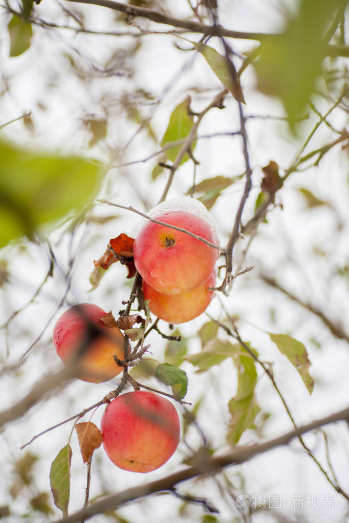 第一场雪覆盖的果树的枝叶. 第一场雪覆盖在苹果树上的苹果