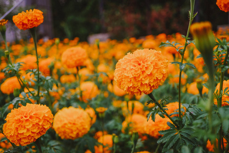 花园里的橙色万寿菊花