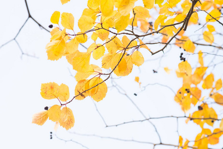 树枝上金色秋叶的近景