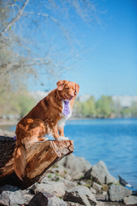 新斯科舍鸭托林猎犬