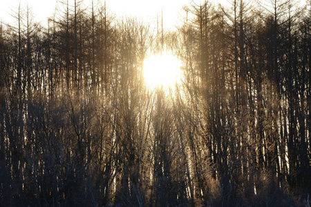 霜覆盖的树和日出