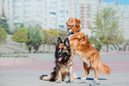 德国牧羊犬和新斯科舍鸭捕食犬图片