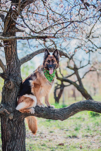 春天背景的德国牧羊犬