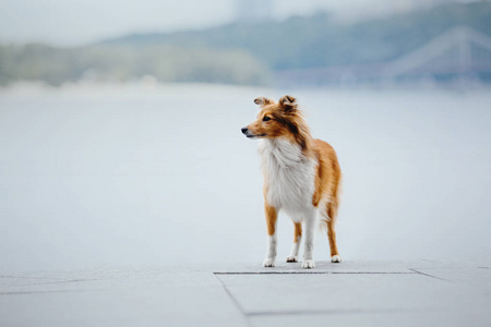 希特兰牧羊犬散步