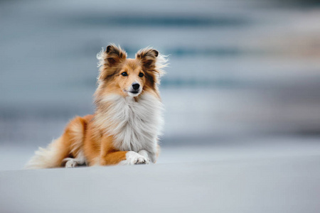 希特兰牧羊犬散步