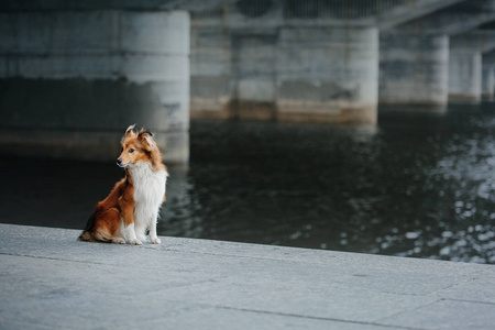 希特兰牧羊犬散步