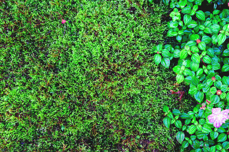 美丽的绿色苔藓和草自然背景纹理，复古色调