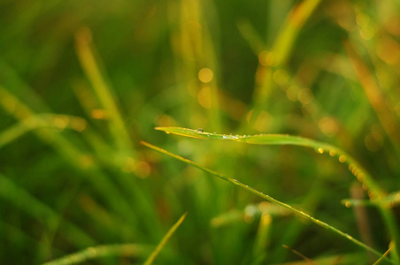 清晨在一片春草地上的一滴露水..