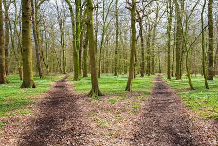森林中的路径分裂有两个选项
