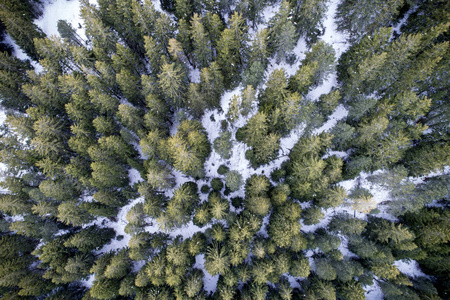 冬天的松树图案
