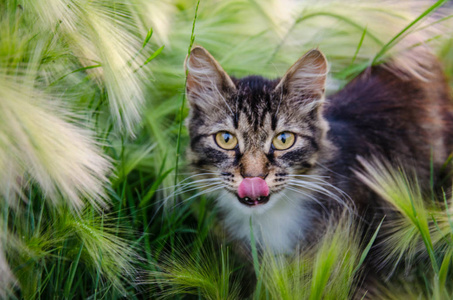 坐在户外草地上的毛茸茸的猫