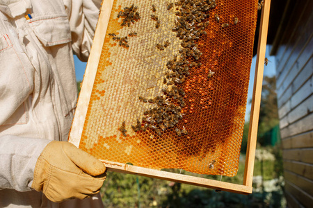 养蜂人的特写手拿着带有蜂窝的木框。 收集蜂蜜。 养蜂概念。
